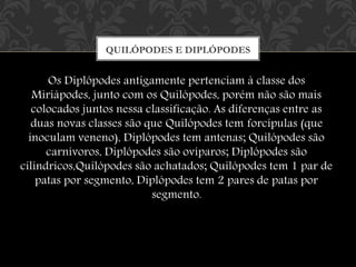 Os Diplópodes antigamente pertenciam à classe dos
Miriápodes, junto com os Quilópodes, porém não são mais
colocados juntos nessa classificação. As diferenças entre as
duas novas classes são que Quilópodes tem forcípulas (que
inoculam veneno), Diplópodes tem antenas; Quilópodes são
carnívoros, Diplópodes são ovíparos; Diplópodes são
cilíndricos,Quilópodes são achatados; Quilópodes tem 1 par de
patas por segmento, Diplópodes tem 2 pares de patas por
segmento.
QUILÓPODES E DIPLÓPODES
 