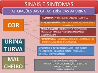 SINAIS E SINTOMAS
ALTERAÇÕES DAS CARACTERÍSTICAS DA URINA
COR
HEMATÚRIA: PRESENÇA DE SANGUE NA URINA
HEMOGLOBINÚRIA: PRESENÇA HOMOGLOBINA LIVRE
NA URINA
MIOGLOBINÚRIA: OCORRE PELA DESTRUIÇÃO
MUSCULAR MACIÇA POR TRAUMATISMOS E
QUEIMADURAS
PORFIRINÚRIA: CONSEGUENCIA DA ELIMINAÇÃO DE
PORFIRINAS OU SEUS PERCUSORES.URINA
TURVA
MAL
CHEIRO
ASSOCIADA A INFECÇÃO URINÁRIA , SEJA CISTITE
PIELONEFRITE, OBSCESSO RENAL , PARIENTAL ,
URETRAL OU PROSTÁTICO
*LIBERAÇÃO DE AMÔNIA
*AUMENTO NA CONCENTRAÇÃO DE SOLUTO
*PROCESSO INFECCIOSO
*MEDICAMENTOS
 