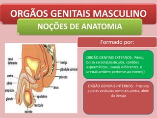 ORGÃOS GENITAIS MASCULINO
NOÇÕES DE ANATOMIA
Formado por:
ORGÃO GENITAIS EXTERNOS: Pênis,
bolsa escrotal,testículos, cordões
espermáticos, canais deferentes e
uretra(também pertence ao interno)
ORGÃO GENITAIS INTERNOS: Próstata
e pelas vesículas seminais,uretra, além
da bexiga
 