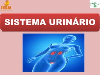 SISTEMA URINÁRIO
 
