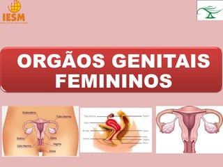 ORGÃOS GENITAIS
FEMININOS
 