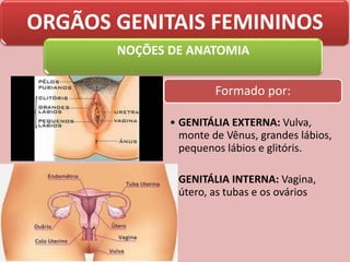 ORGÃOS GENITAIS FEMININOS
NOÇÕES DE ANATOMIA
Formado por:
• GENITÁLIA EXTERNA: Vulva,
monte de Vênus, grandes lábios,
pequenos lábios e glitóris.
• GENITÁLIA INTERNA: Vagina,
útero, as tubas e os ovários
 