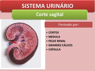 SISTEMA URINÁRIO
Corte sagital
Formado por:
• CORTEX
• MEDULA
• PELVE RENAL
• GRANDES CÁLICES
• CÁPSULA
 