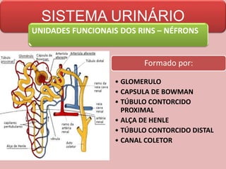 SISTEMA URINÁRIO
UNIDADES FUNCIONAIS DOS RINS – NÉFRONS
Formado por:
• GLOMERULO
• CAPSULA DE BOWMAN
• TÚBULO CONTORCIDO
PROXIMAL
• ALÇA DE HENLE
• TÚBULO CONTORCIDO DISTAL
• CANAL COLETOR
 