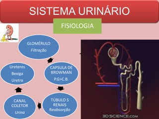 SISTEMA URINÁRIO
FISIOLOGIA
GLOMÉRULO
Filtração
CAPSULA DE
BROWMAN
P.G>C.B.
TÚBULO S
RENAIS
Reabsorção
CANAL
COLETOR
Urina
Ureteres
Bexiga
Uretra
 