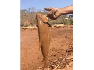 Apresentação Bacia Rio Doce 