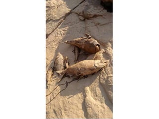 Apresentação Bacia Rio Doce 