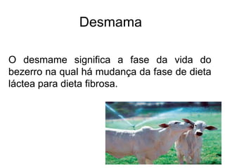 Desmama
O desmame significa a fase da vida do
bezerro na qual há mudança da fase de dieta
láctea para dieta fibrosa.
 