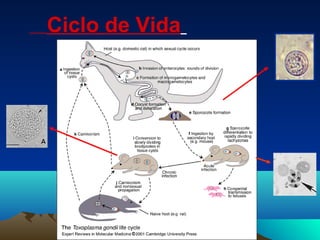 Ciclo de Vida
 