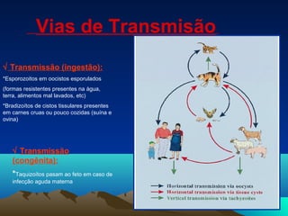 Vias de Transmisão
√ Transmissão (ingestão):
*Esporozoitos em oocistos esporulados
(formas resistentes presentes na água,
terra, alimentos mal lavados, etc)
*Bradizoítos de cistos tissulares presentes
em carnes cruas ou pouco cozidas (suína e
ovina)
√ Transmissão
(congênita):
*Taquizoítos pasam ao feto em caso de
infecção aguda materna
 