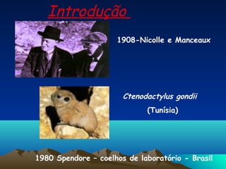 1908-Nicolle e Manceaux
Ctenodactylus gondii
(Tunísia)
1980 Spendore – coelhos de laboratório - Brasil
Introdução
 