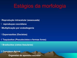 √Reprodução intracelular (assexuada)
√ reproduçao coccidiana
√Multiplicação por endodiogenia
√ Esporozoítos (Oocistos)
√ Taquizoítos (Pseudocistos e formas livres)
√ Bradizoítos (cistos tissulares)
√ Complexo Apical :
Organelas do aparelho excretor
Estágios da morfologia
 
