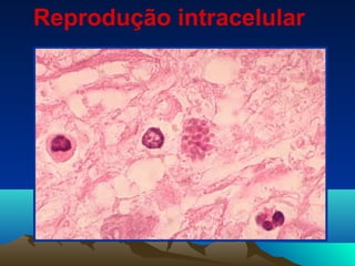 Reprodução intracelular
 