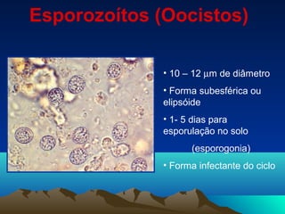 Esporozoítos (Oocistos)
• 10 – 12 µm de diâmetro
• Forma subesférica ou
elipsóide
• 1- 5 dias para
esporulação no solo
(esporogonia)
• Forma infectante do ciclo
 