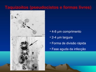 Taquizoítos (pseudocistos e formas livres)
• 4-8 µm comprimento
• 2-4 µm largura
• Forma de divisão rápida
• Fase aguda da infecção
 