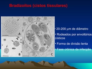 Bradizoítos (cistos tissulares)
• 20-200 µm de diâmetro
• Rodeados por envoltórios
císticos
• Forma de divisão lenta
• Fase crônica da infecção
 