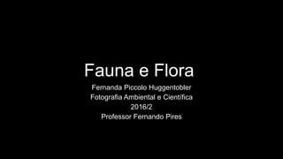 Fauna e Flora
Fernanda Piccolo Huggentobler
Fotografia Ambiental e Científica
2016/2
Professor Fernando Pires
 