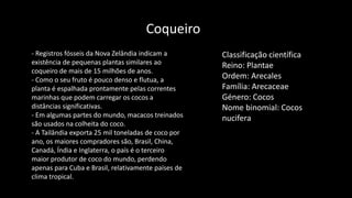 - Registros fósseis da Nova Zelândia indicam a
existência de pequenas plantas similares ao
coqueiro de mais de 15 milhões de anos.
- Como o seu fruto é pouco denso e flutua, a
planta é espalhada prontamente pelas correntes
marinhas que podem carregar os cocos a
distâncias significativas.
- Em algumas partes do mundo, macacos treinados
são usados na colheita do coco.
- A Tailândia exporta 25 mil toneladas de coco por
ano, os maiores compradores são, Brasil, China,
Canadá, Índia e Inglaterra, o país é o terceiro
maior produtor de coco do mundo, perdendo
apenas para Cuba e Brasil, relativamente países de
clima tropical.
Classificação científica
Reino: Plantae
Ordem: Arecales
Família: Arecaceae
Género: Cocos
Nome binomial: Cocos
nucifera
Coqueiro
 