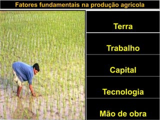 Fatores fundamentais na produção agrícola
Terra
Trabalho
Capital
Tecnologia
Mão de obra