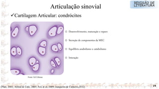 19
o Desenvolvimento, maturação e reparo
o Secreção de componentes da MEC
o Equilíbrio anabolismo x catabolismo
o Interação
Fonte: Ed Uthman
(Platt, 2001; Alfrod & Cole, 2005; Fox et al, 2009; Junqueira & Carneiro,2012)
Cartilagem Articular: condrócitos
Articulação sinovial
 