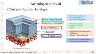 20
o Condrócitos achatados
o Colágeno tangencial
o +Água -Proteoglicanos
o Condrócitos largos
o Colágeno aleatório
o <água
o Condrócitos perpendiculares
o <Colágeno
o <água e + Proteoglicanos
o Condrócitos em degeneração
o Cartilagem mineralizada
Fonte: Adaptado de van Weeren, 2016
(Lyons et al, 2006; Mcllwraith, 2011; van Weeren, 2016)
Cartilagem Articular: histologia
Articulação sinovial
 