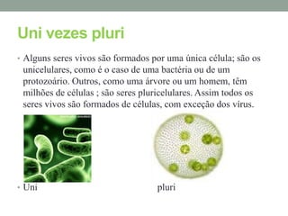 Uni vezes pluri
• Alguns seres vivos são formados por uma única célula; são os
 unicelulares, como é o caso de uma bactéria ou de um
 protozoário. Outros, como uma árvore ou um homem, têm
 milhões de células ; são seres pluricelulares. Assim todos os
 seres vivos são formados de células, com exceção dos vírus.




• Uni                               pluri
 