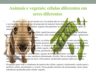 Animais e vegetais: células diferentes em
                 seres diferentes
•           As várias células de um mesmo ser vivo podem não ser exatamente iguais. A sua forma
    e seu tamanho, bem com o tipo de proporção do material intercelular, variam de acordo com
    cada tecido. Sendo assim, as células vegetais não poderiam ser também exatamente iguais às
    animais.
•           Uma célula animal e uma célula vegetal possuem a mesma estrutura básica: membrana
    plasmática, citoplasma e núcleo. Entretanto, num exame detalhado ao microscópio, evidenciam-
    se certas diferenças nessas estruturas.
  •          Além da membrana plasmática, as células vegetais possuem um outro envoltório, mais
     externo: é a parede celular, com função protetora e de sustentação, e composta principalmente
    de uma substância denominada celulose. A celulose forma uma rede de fibras que confere pouca
            elasticidade ao contorno da célula vegetal, contribuindo com a manutenção de sua
                                       forma, geralmente poliédrica.
•           No citoplasma de certas células vegetais da folha encontramos vesículas – minúsculos
    saquinhos – que contêm uma substância denominada clorofila. São os cloroplastos. Graças a
    eles, os vegetais são capazes de fazer a fotossíntese, produzindo açúcares (glicose) e outras
    substâncias.
• Ocupando quase todo o citoplasma da maioria das células vegetais e deslocando o núcleo para a
    periferia celular, encontramos o vacúolo. Nessa grande estrutura são armazenadas várias outras
    substâncias produzidas pelas células vegetais.
 