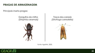 25
PRAGAS DE ARMAZENAGEM
Principais inseto-pragas:
Gorgulho-do-milho
(Sitophilus zeamais)
Traça-dos-cereais
(Sitotroga cerealella)
Fonte: Agrolink. 2020.
 
