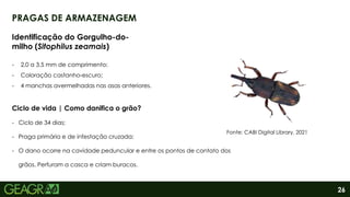 26
PRAGAS DE ARMAZENAGEM
Identificação do Gorgulho-do-
milho (Sitophilus zeamais)
- 2,0 a 3,5 mm de comprimento;
- Coloração castanho-escuro;
- 4 manchas avermelhadas nas asas anteriores.
Ciclo de vida | Como danifica o grão?
- Ciclo de 34 dias;
- Praga primária e de infestação cruzada;
- O dano ocorre na cavidade peduncular e entre os pontos de contato dos
grãos. Perfuram a casca e criam buracos.
Fonte: CABI Digital Library. 2021
 