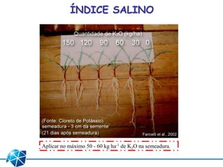 ÍNDICE SALINO
Aplicar no máximo 50 - 60 kg ha-1 de K2O na semeadura.
 