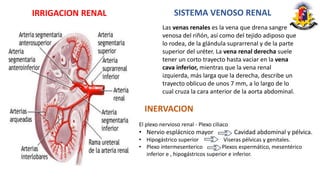 anatomia urologica, anatomia urinaria , aparatos urinarios | PPTX
