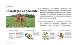 0 5 / 0 5 / 2 0 2 5 4
Inoculação na Semente
• A inoculação via semente, alternativa aos
tratamentos químicos, melhora a qualidade da
semente, acelera a germinação e protege contra
estresses. A imersão da semente em solução
com microrganismos de concentração conhecida
é o método mais utilizado.
• Os microrganismos, ao colonizar as sementes,
são capazes de sintetizar giberelina, um
fitormônio que acelera a germinação.
 
