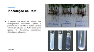 0 5 / 0 5 / 2 0 2 5 5
Inoculação na Raiz
• A imersão das raízes em solução com
microrganismos selecionados garante a
padronização do tamanho da muda e acelera a
colonização radicular. Os PGPM atuam como
agentes de biocontrole, neutralizando
fitopatógenos radiculares.
 
