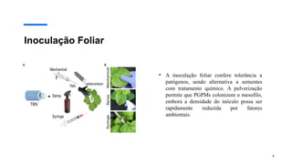 7
Inoculação Foliar
• A inoculação foliar confere tolerância a
patógenos, sendo alternativa a sementes
com tratamento químico. A pulverização
permite que PGPMs colonizem o mesofilo,
embora a densidade do inóculo possa ser
rapidamente reduzida por fatores
ambientais.
 