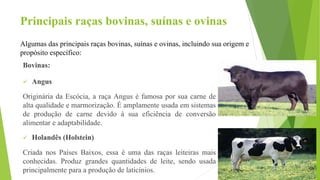 Principais raças bovinas, suínas e ovinas
Bovinas:
 Angus
Originária da Escócia, a raça Angus é famosa por sua carne de
alta qualidade e marmorização. É amplamente usada em sistemas
de produção de carne devido à sua eficiência de conversão
alimentar e adaptabilidade.
 Holandês (Holstein)
Criada nos Países Baixos, essa é uma das raças leiteiras mais
conhecidas. Produz grandes quantidades de leite, sendo usada
principalmente para a produção de laticínios.
Algumas das principais raças bovinas, suínas e ovinas, incluindo sua origem e
propósito específico:
 