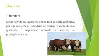 Bovinas:
 Hereford
Desenvolvida na Inglaterra, é uma raça de corte conhecida
por sua resistência, facilidade de manejo e carne de boa
qualidade. É amplamente utilizada em sistemas de
produção de carne.
 