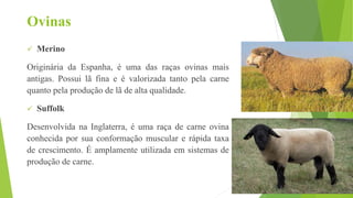 Ovinas
 Merino
Originária da Espanha, é uma das raças ovinas mais
antigas. Possui lã fina e é valorizada tanto pela carne
quanto pela produção de lã de alta qualidade.
 Suffolk
Desenvolvida na Inglaterra, é uma raça de carne ovina
conhecida por sua conformação muscular e rápida taxa
de crescimento. É amplamente utilizada em sistemas de
produção de carne.
 