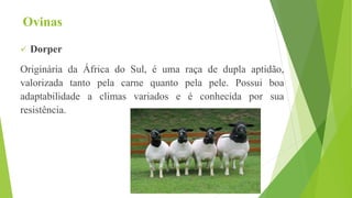 Ovinas
 Dorper
Originária da África do Sul, é uma raça de dupla aptidão,
valorizada tanto pela carne quanto pela pele. Possui boa
adaptabilidade a climas variados e é conhecida por sua
resistência.
 