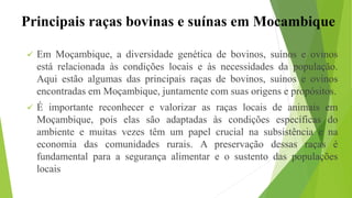 Principais raças bovinas e suínas em Mocambique
 Em Moçambique, a diversidade genética de bovinos, suínos e ovinos
está relacionada às condições locais e às necessidades da população.
Aqui estão algumas das principais raças de bovinos, suínos e ovinos
encontradas em Moçambique, juntamente com suas origens e propósitos.
 É importante reconhecer e valorizar as raças locais de animais em
Moçambique, pois elas são adaptadas às condições específicas do
ambiente e muitas vezes têm um papel crucial na subsistência e na
economia das comunidades rurais. A preservação dessas raças é
fundamental para a segurança alimentar e o sustento das populações
locais
 