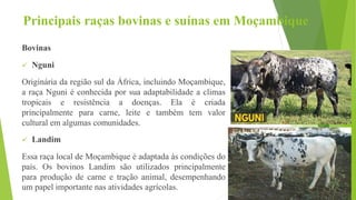 Principais raças bovinas e suínas em Moçambique
Bovinas
 Nguni
Originária da região sul da África, incluindo Moçambique,
a raça Nguni é conhecida por sua adaptabilidade a climas
tropicais e resistência a doenças. Ela é criada
principalmente para carne, leite e também tem valor
cultural em algumas comunidades.
 Landim
Essa raça local de Moçambique é adaptada às condições do
país. Os bovinos Landim são utilizados principalmente
para produção de carne e tração animal, desempenhando
um papel importante nas atividades agrícolas.
 