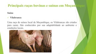Principais raças bovinas e suínas em Moçambique
Suína
 Vilabranca
Uma raça de suínos local de Moçambique, os Vilabrancas são criados
para carne. São conhecidos por sua adaptabilidade ao ambiente e
condições locais.
 