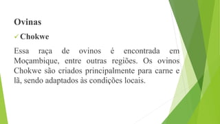 Ovinas
 Chokwe
Essa raça de ovinos é encontrada em
Moçambique, entre outras regiões. Os ovinos
Chokwe são criados principalmente para carne e
lã, sendo adaptados às condições locais.
 
