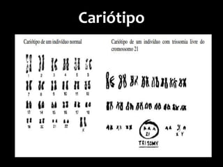 Cariótipo
 