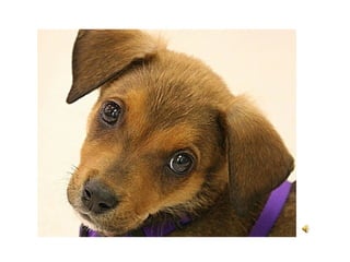 Som, Imagem e as TIC