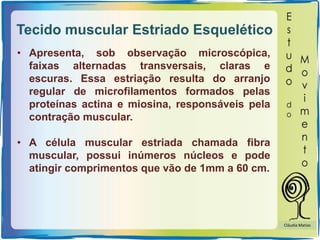 Tecido muscular Estriado Esquelético
• Apresenta, sob observação microscópica,
faixas alternadas transversais, claras e
escuras. Essa estriação resulta do arranjo
regular de microfilamentos formados pelas
proteínas actina e miosina, responsáveis pela
contração muscular.
• A célula muscular estriada chamada fibra
muscular, possui inúmeros núcleos e pode
atingir comprimentos que vão de 1mm a 60 cm.
Cláudia Matias
 
