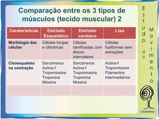 Comparação entre os 3 tipos de
músculos (tecido muscular) 2
Caraterísticas Estriado
Esquelético
Estriado
cardíaco
Liso
Morfologia das
células
Células longas
e cilíndricas
Células
ramificadas com
discos
intercalares
Células
fusiformes sem
estriações
Citoesqueleto
na contração
Sarcómeros
Actina-f
Tropomiosina
Troponina
Miosina
Sarcómeros
Actina-f
Tropomiosina
Troponina
Miosina
Actina-f
Tropomiosina
Filamentos
intermediários
Cláudia Matias
 