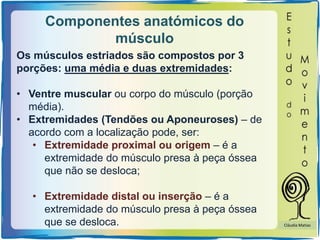 Componentes anatómicos do
músculo
Os músculos estriados são compostos por 3
porções: uma média e duas extremidades:
• Ventre muscular ou corpo do músculo (porção
média).
• Extremidades (Tendões ou Aponeuroses) – de
acordo com a localização pode, ser:
• Extremidade proximal ou origem – é a
extremidade do músculo presa à peça óssea
que não se desloca;
• Extremidade distal ou inserção – é a
extremidade do músculo presa à peça óssea
que se desloca. Cláudia Matias
 
