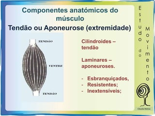 Componentes anatómicos do
músculo
Tendão ou Aponeurose (extremidade)
Cilindroides –
tendão
Laminares –
aponeuroses.
- Esbranquiçados,
- Resistentes;
- Inextensíveis;
Cláudia Matias
 