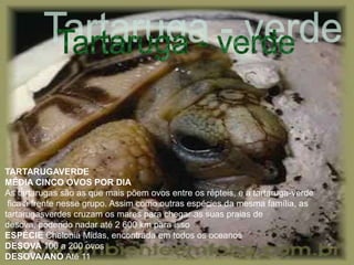 TARTARUGAVERDE
MÉDIA CINCO OVOS POR DIA
As tartarugas são as que mais põem ovos entre os répteis, e a tartaruga-verde
 fica à frente nesse grupo. Assim como outras espécies da mesma família, as
tartarugasverdes cruzam os mares para chegar as suas praias de
desova, podendo nadar até 2 600 km para isso
ESPÉCIE Chelonia Midas, encontrada em todos os oceanos
DESOVA 100 a 200 ovos
DESOVA/ANO Até 11
 