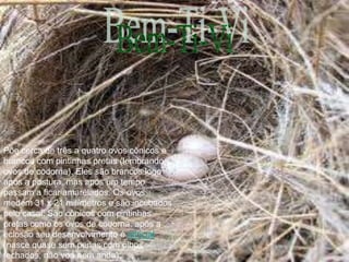 Põe cerca de três a quatro ovos cônicos e
brancos com pintinhas pretas (lembrando
ovos de codorna). Eles são brancos logo
após a postura, mas após um tempo
passam a ficar amarelados. Os ovos
medem 31 x 21 milímetros e são incubados
pelo casal. São cônicos com pintinhas
pretas como os ovos de codorna, após a
eclosão seu desenvolvimento é altricial
(nasce quase sem penas com olhos
fechados, não voa nem anda):
 